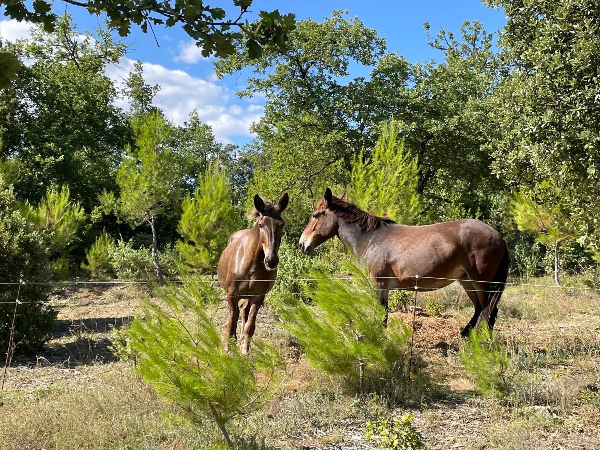 Les Yourtes De Provence Bed & Breakfast Saint-Paulet-de-Caisson Eksteriør bilde